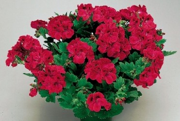 Geranium M. Wash 'Regal Maiden Red'