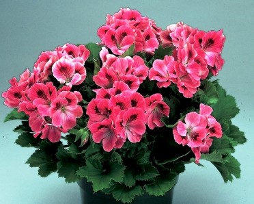 Geranium M. Wash 'Regal Maiden Rose Pink'