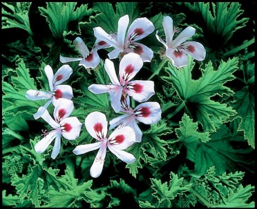 Geranium Scented 'Citronella'