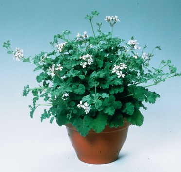 Geranium Scented 'Pelargonium Fragrans'