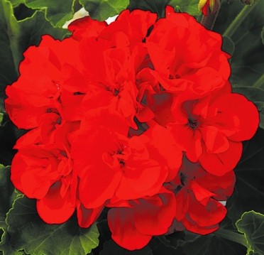 Geranium Zonal 'Candy Bright Red'