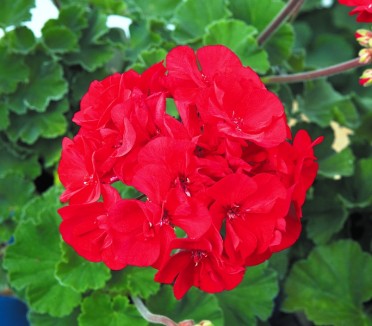 Geranium Zonal 'Candy Cardinal'