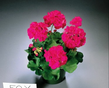 Geranium Zonal 'Foxy'