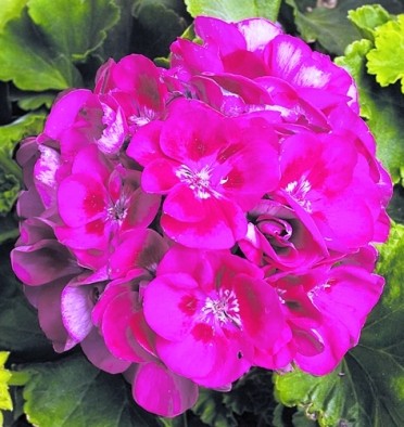 Geranium Zonal 'Maestro Pink Neon'