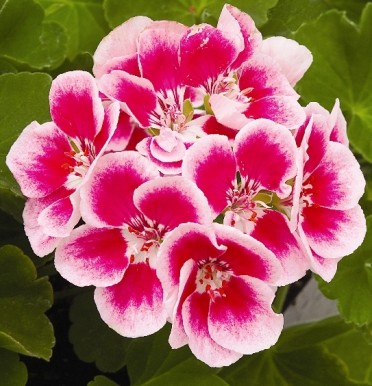 Geranium Zonal 'Maestro Pink Parfait'