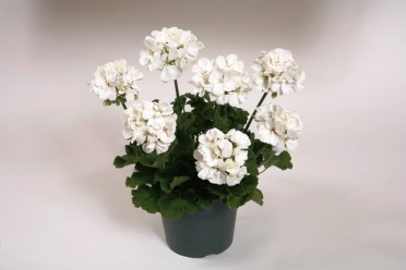 Geranium Zonal 'Maestro White'