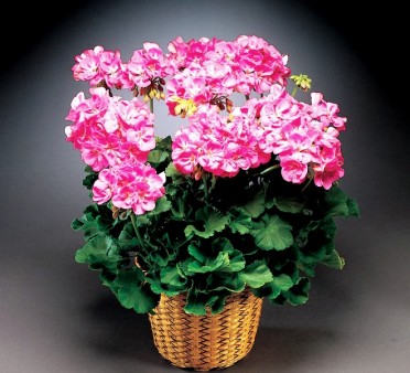 Geranium Zonal 'Melody Rose Pink'