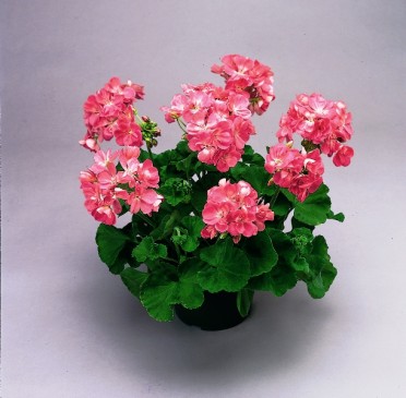 Geranium Zonal 'Patriot Bright Pink'