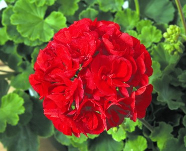 Geranium Zonal 'Patriot Bright Red'