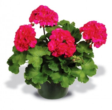 Geranium Zonal 'Patriot Bright Violet'