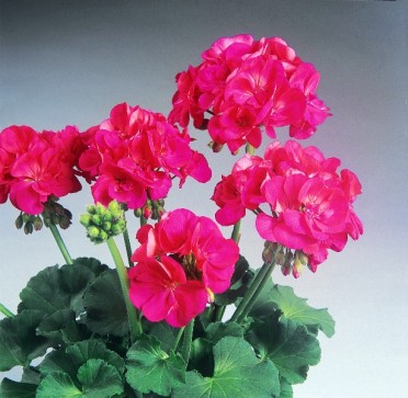 Geranium Zonal 'Patriot Cherry Rose'