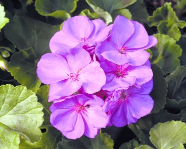 Geranium Zonal 'Patriot Lavender Blue'