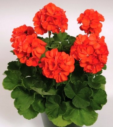 Geranium Zonal 'Patriot Orange'