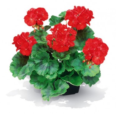 Geranium Zonal 'Patriot Red Improved'