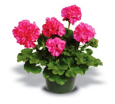 Geranium Zonal 'Patriot Rose Pink'