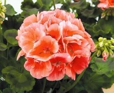 Geranium Zonal 'Patriot Salmon Chic'