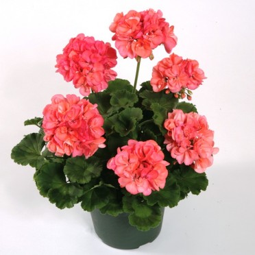 Geranium Zonal 'Patriot Salmon'