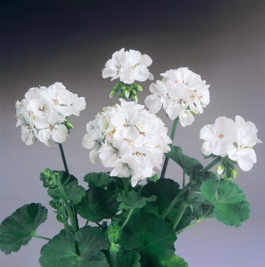 Geranium Zonal 'Patriot White'