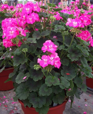 Geranium Zonal 'Pillar Pink'