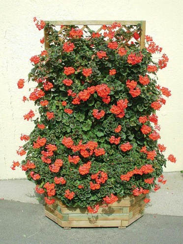 Geranium Zonal 'Pillar Scarlet'
