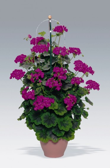 Geranium Zonal 'Pillar Violet'