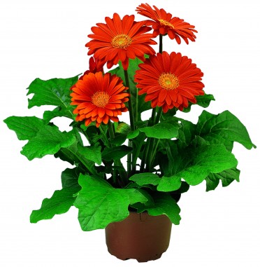 Gerbera 'Jaguar Deep Orange'