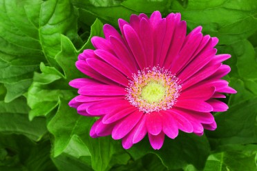 Gerbera 'Jaguar Deep Rose'