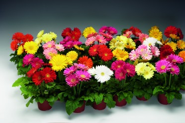 Gerbera 'Jaguar Mix'