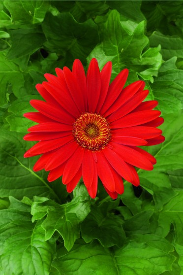 Gerbera 'Jaguar Red'