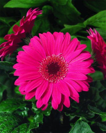 Gerbera 'Jaguar Rose Dark Center'