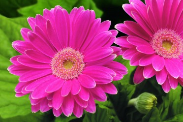 Gerbera 'Jaguar Rose Picotee'