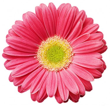 Gerbera 'Jaguar Salmon Pastel'