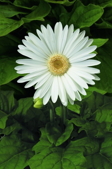 Gerbera 'Jaguar White'