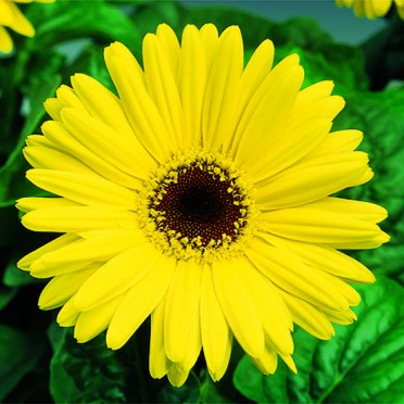 Gerbera 'Jaguar Yellow Dark Center'