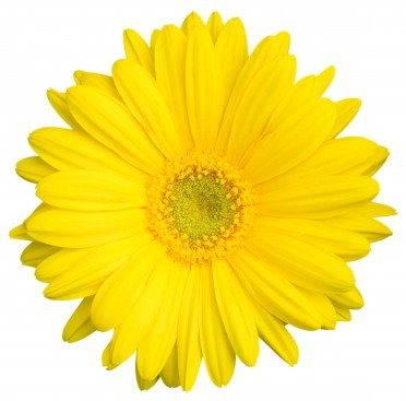 Gerbera 'Jaguar Yellow'