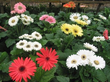 Gerbera Daisy - Multi-Colored 