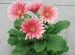 Pink Gerbera Daisy