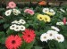 Gerbera Daisy - Multi-Colored 