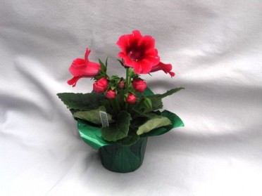 Gloxinia