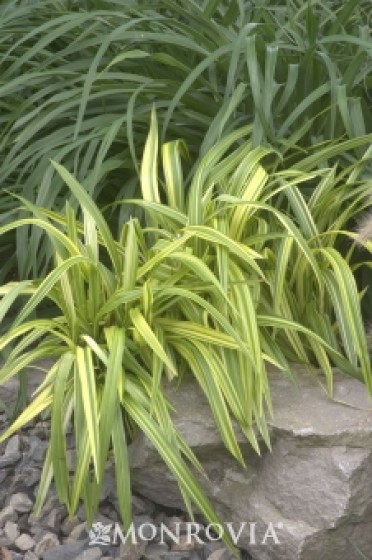 Gold Stripe Flax Lily