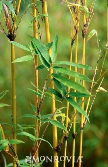 Golden Goddess Bamboo