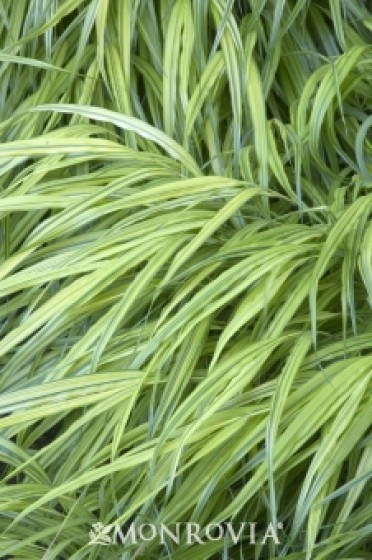 Golden Japanese Forest Grass