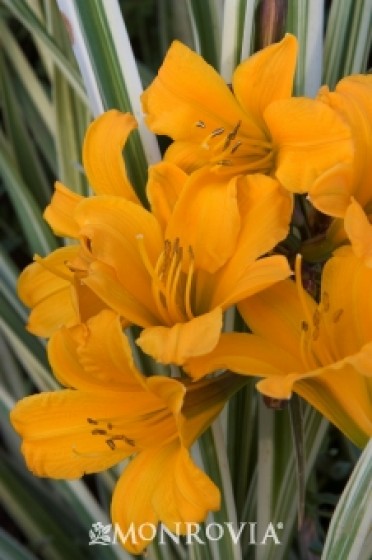 Golden Zebra® Daylily