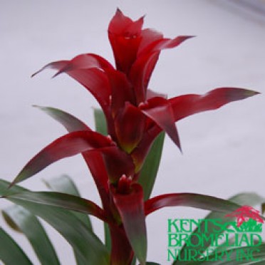 Guzmania 'Blue Lady'