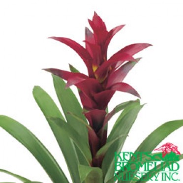 Guzmania 'Burgundy/Dark Red Switch'