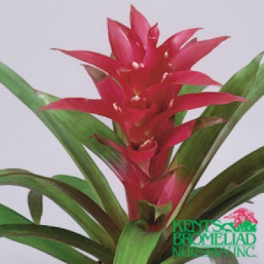 Guzmania 'Dark Pink Voila'