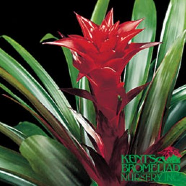 Guzmania 'Dark Red Claret'