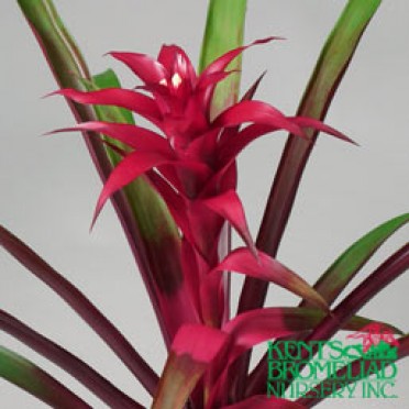 Guzmania 'Dark Red Corazon'