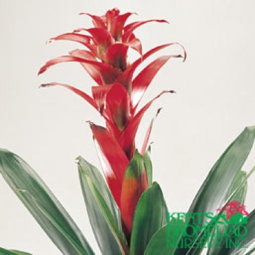 Guzmania 'Finest Red'