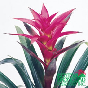 Guzmania 'Light Purple Pink Passion'